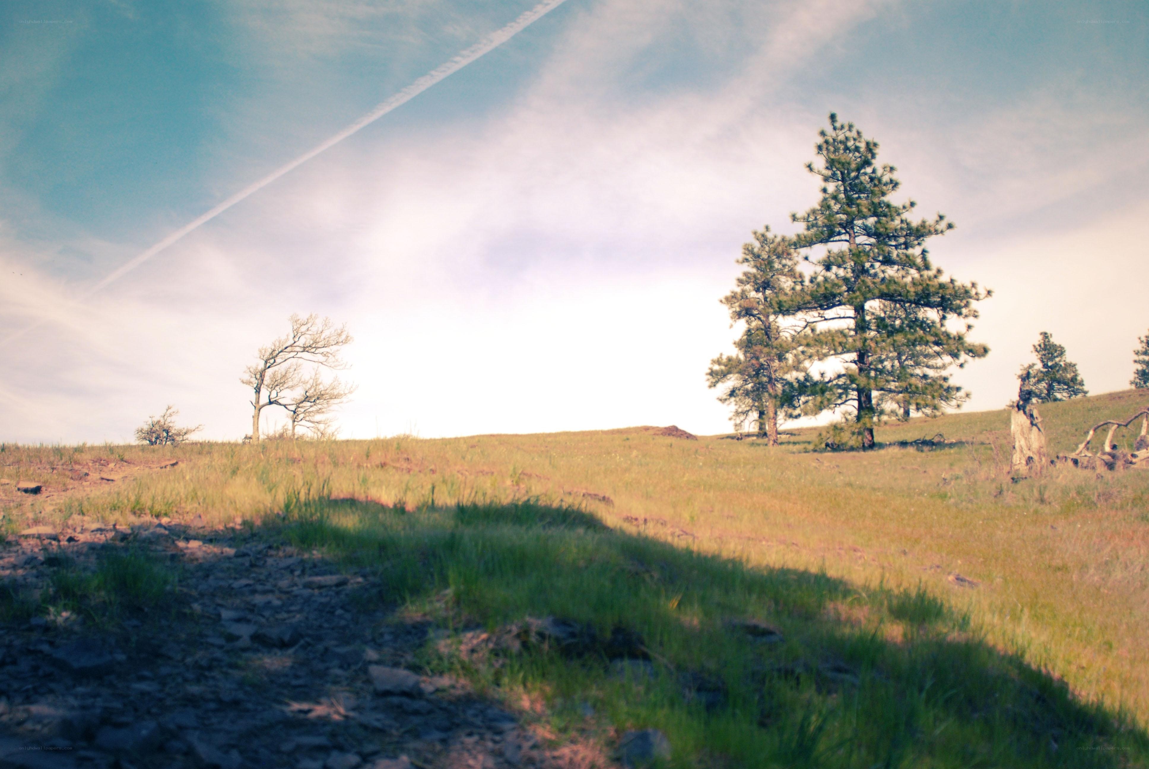 Grassy hill with pine trees