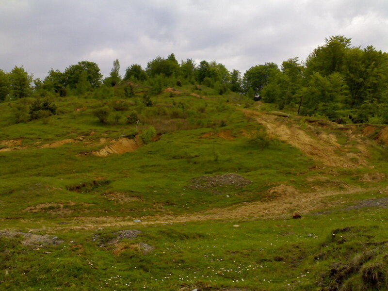 Grassy hill with trees