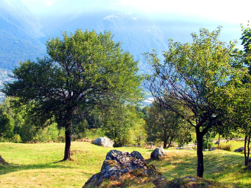 Grassy hill with trees and mountains