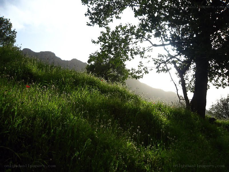 Grassy hill with trees and mountains