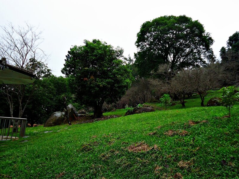 Grassy hill with trees and rocks
