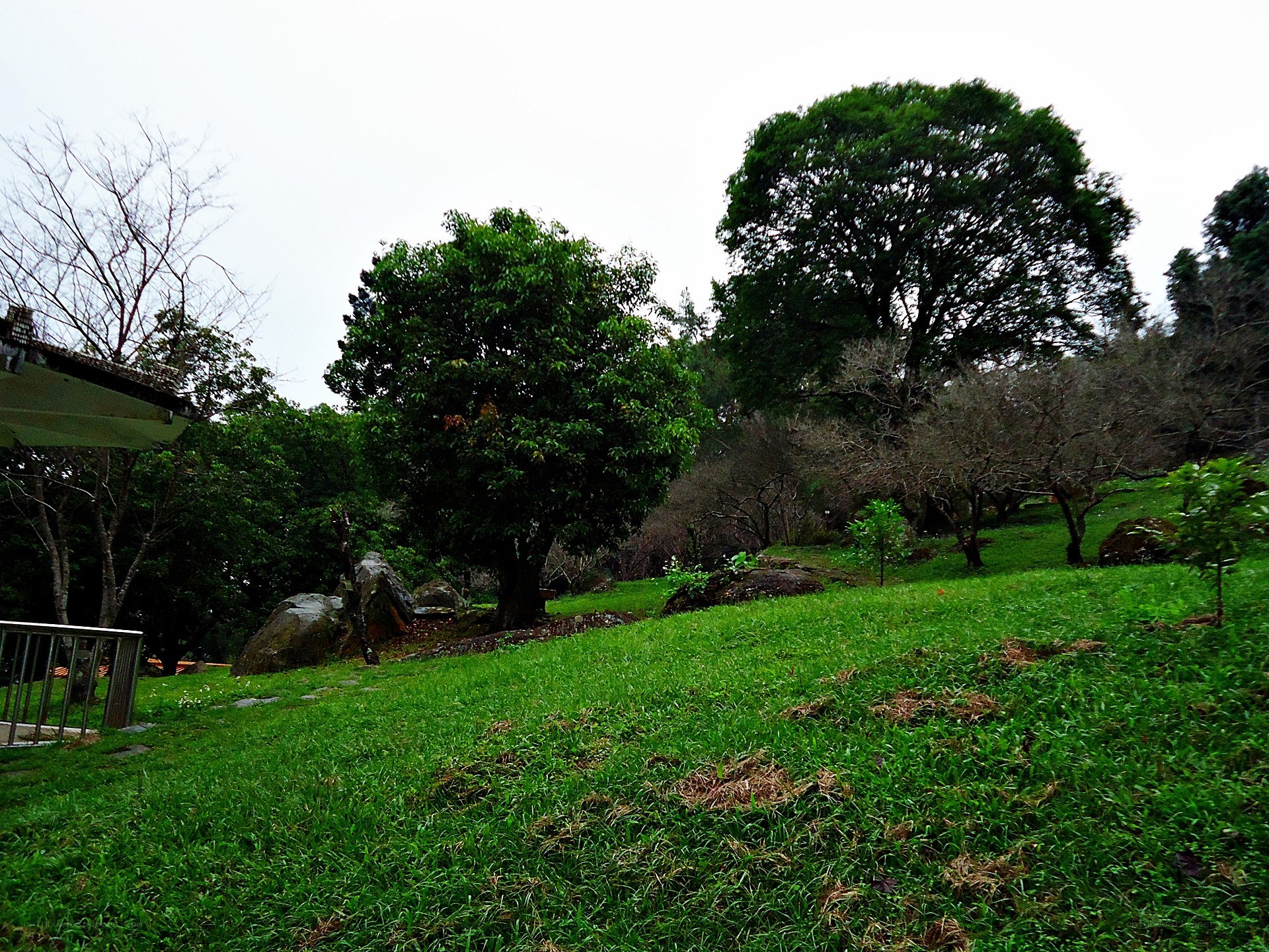 Grassy hill with trees and rocks