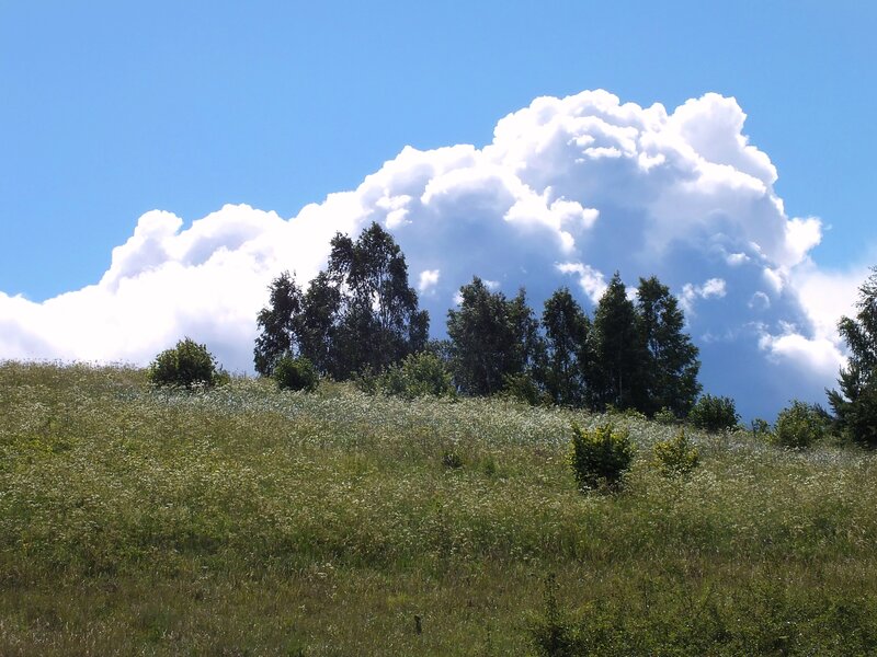Grassy Hill with Trees — Blue