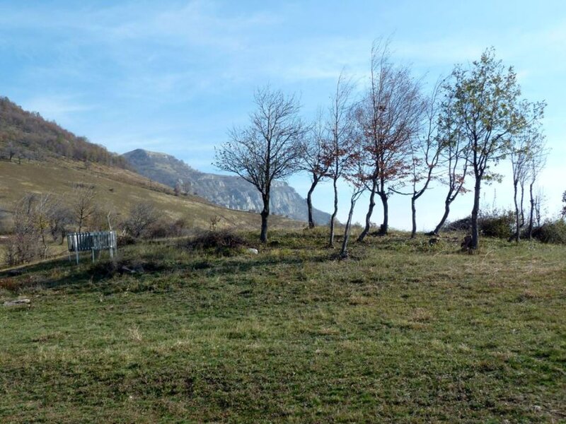 Grassy Hill with Trees — Green, Serene, Autumn