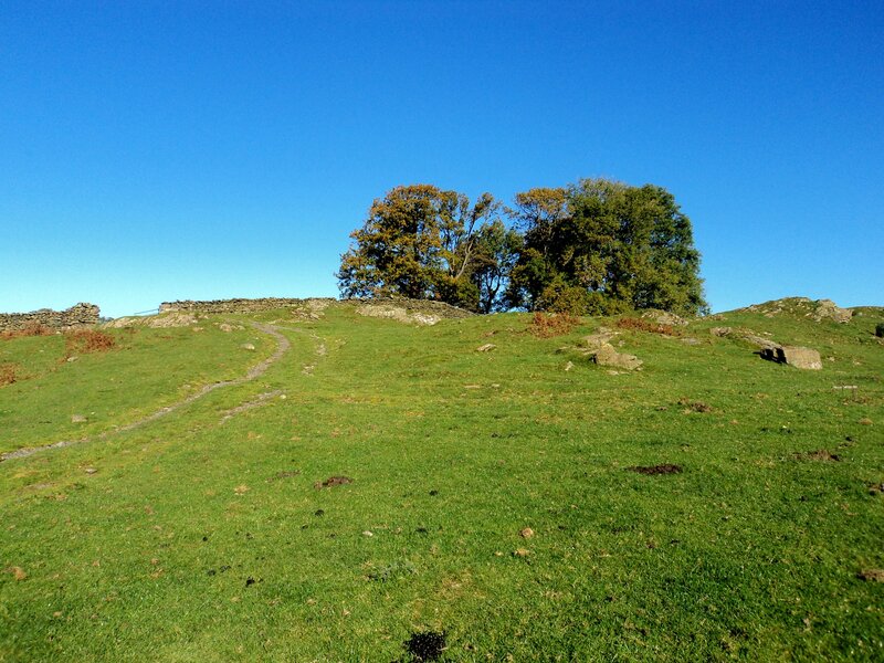 Grassy Hill with Trees — Green