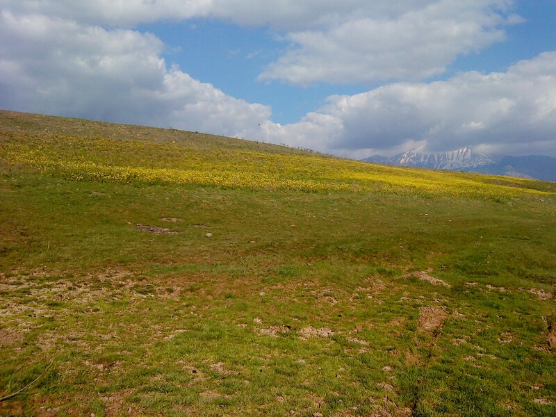 Grassy hill with yellow flowers