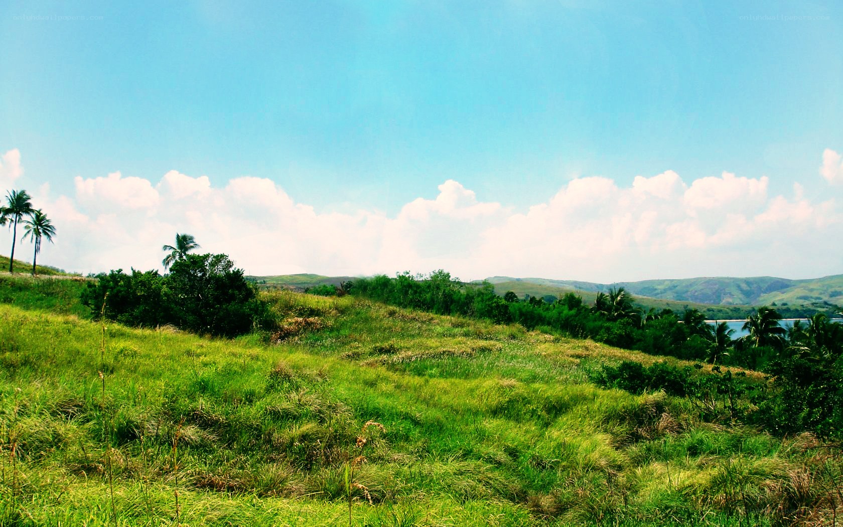 Grassy hills and palm trees