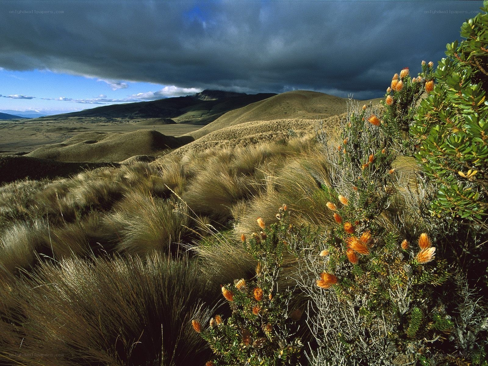 Grassy hills under stormy sky