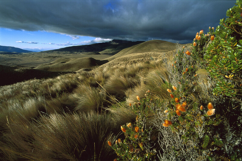 Grassy Hills with Flowers — Brown, Dramatic, Afternoon, Photograph