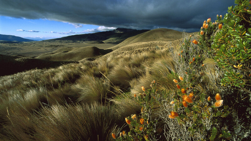 Grassy Hills with Flowers — Brown, Dramatic