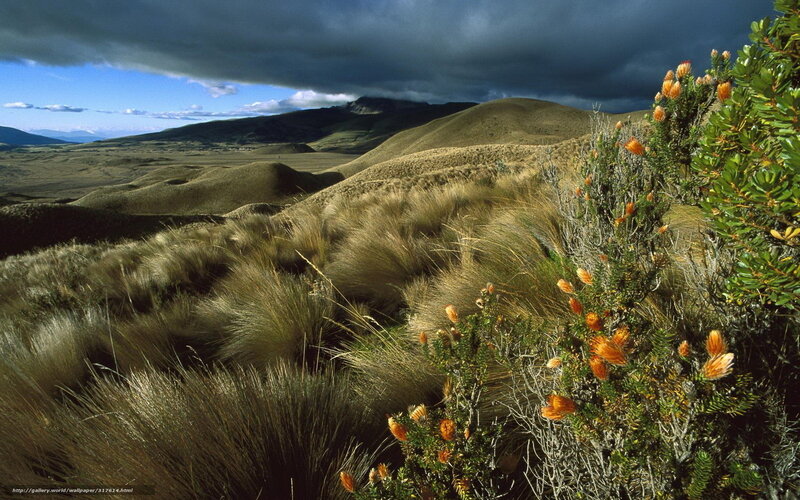 Grassy Hills with Flowers — Brown