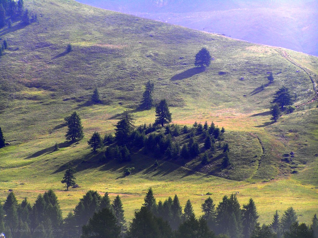 Grassy hills with scattered trees