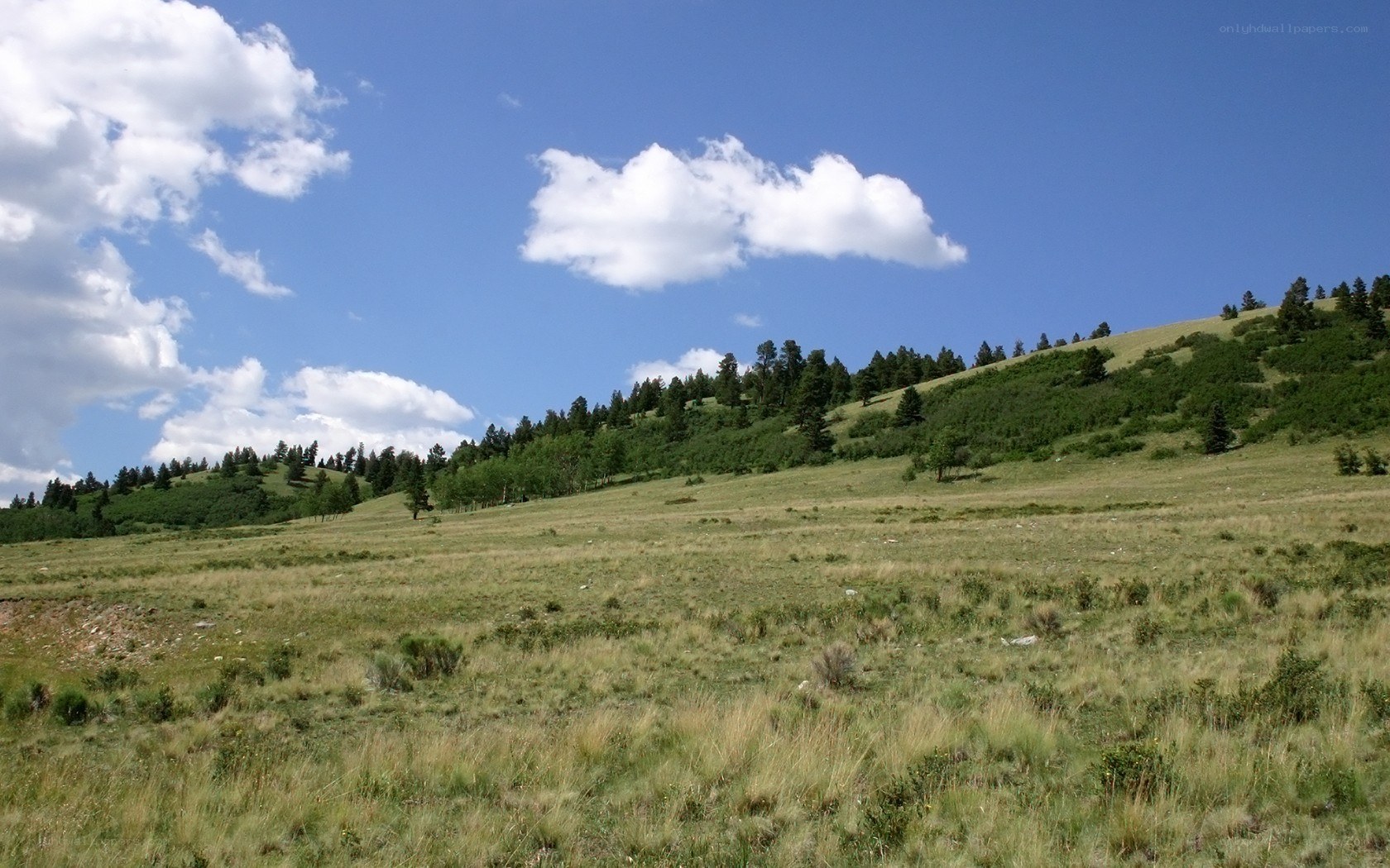 Grassy hillside under blue sky