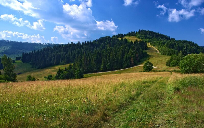 Grassy Hillside with Forest — Green