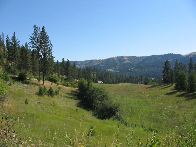 Grassy hillside with pine trees