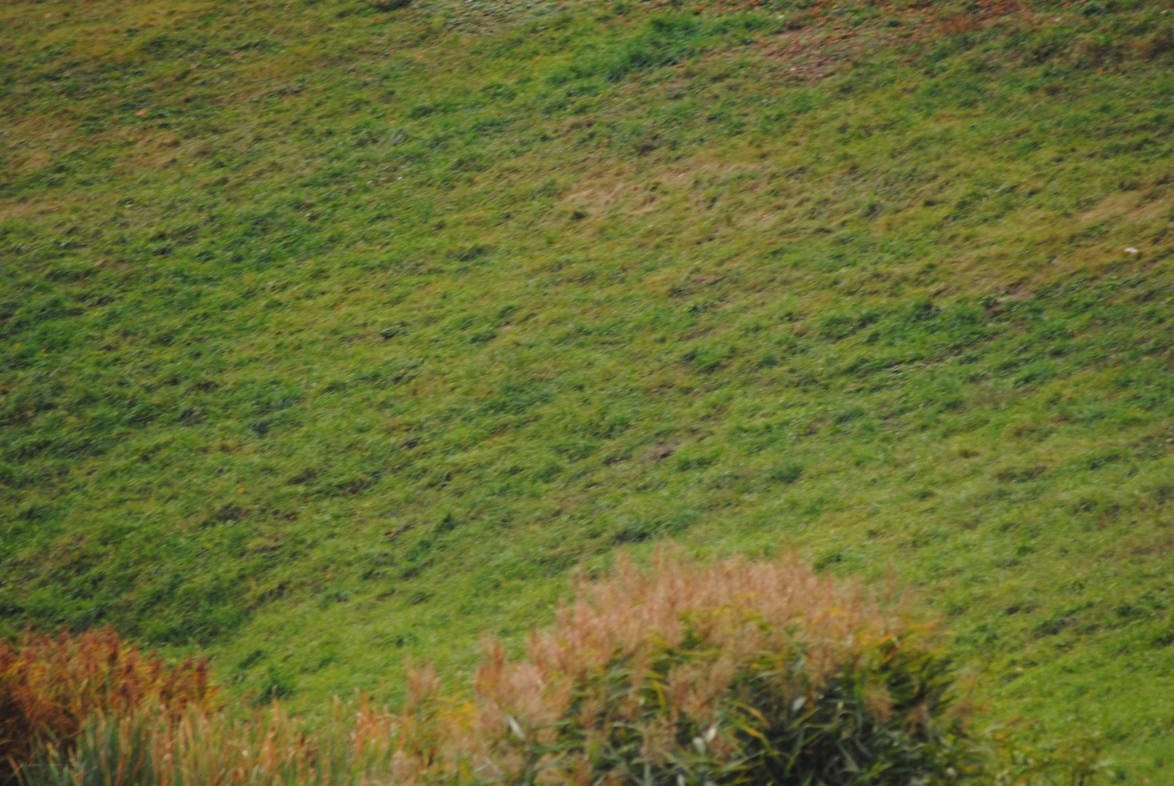 Grassy hillside with reeds