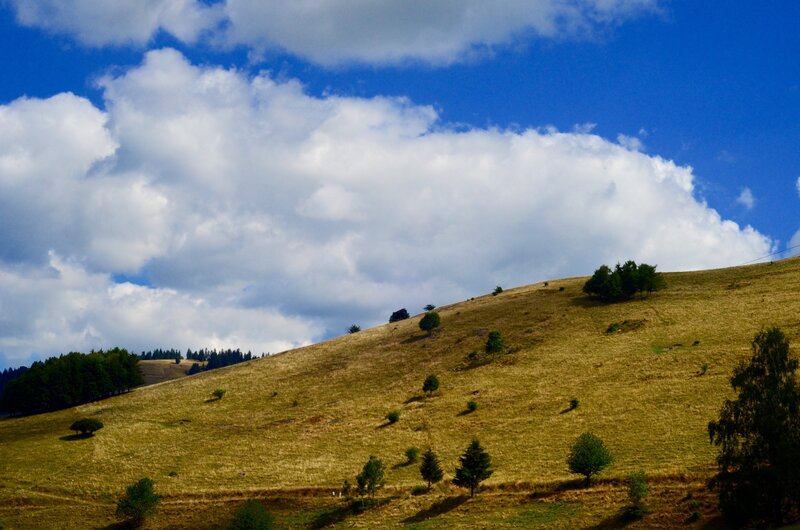 Grassy Hillside with Trees — Blue