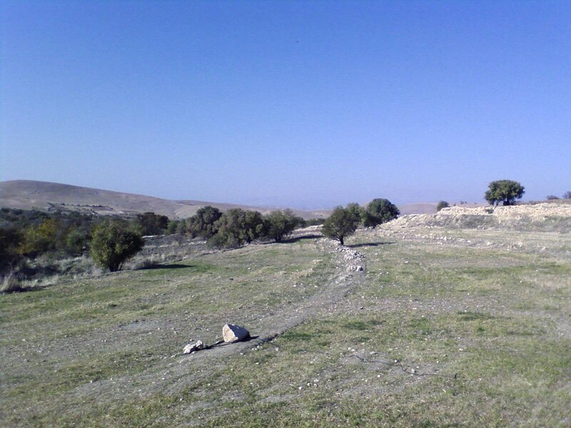 Grassy hillside with trees