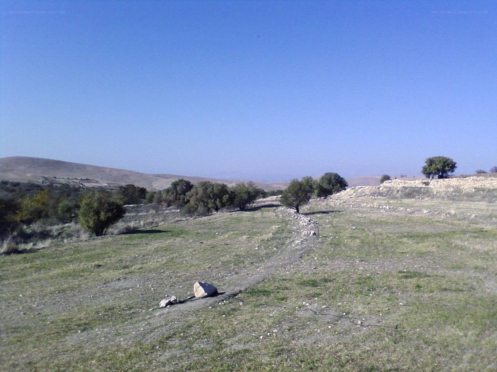 Grassy hillside with trees