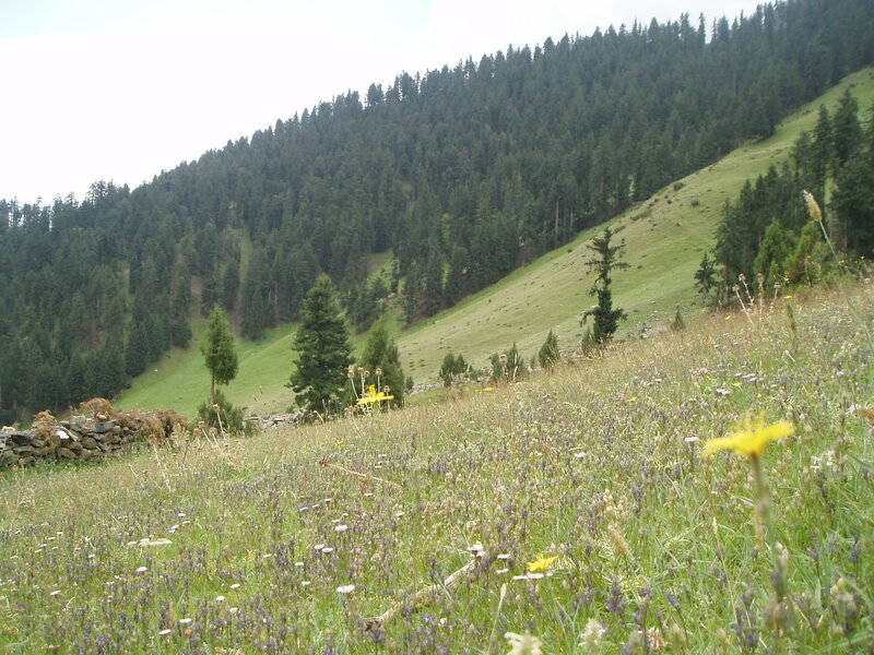 Grassy hillside with wildflowers