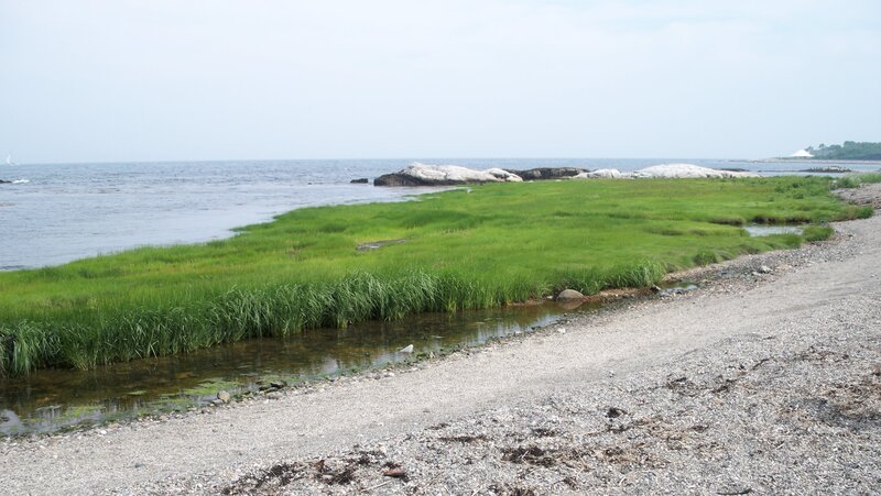 Grassy Marsh by Ocean