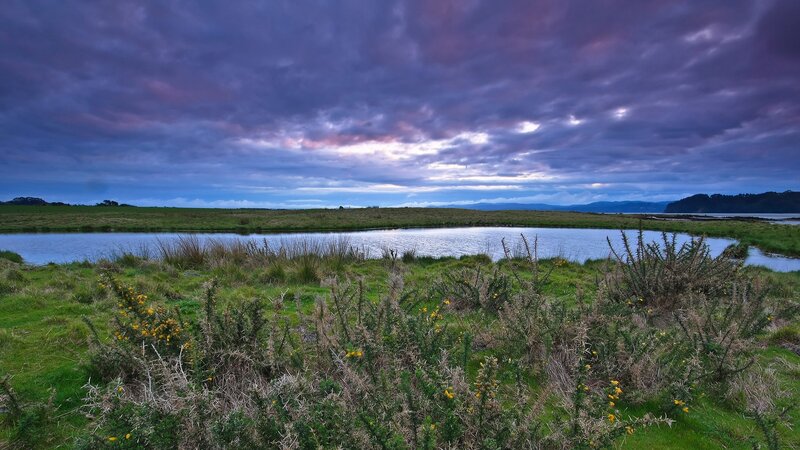 Grassy Marsh with Pond — Purple, Dramatic