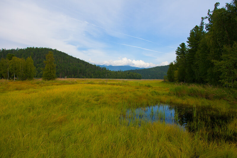Grassy Marsh with Pond