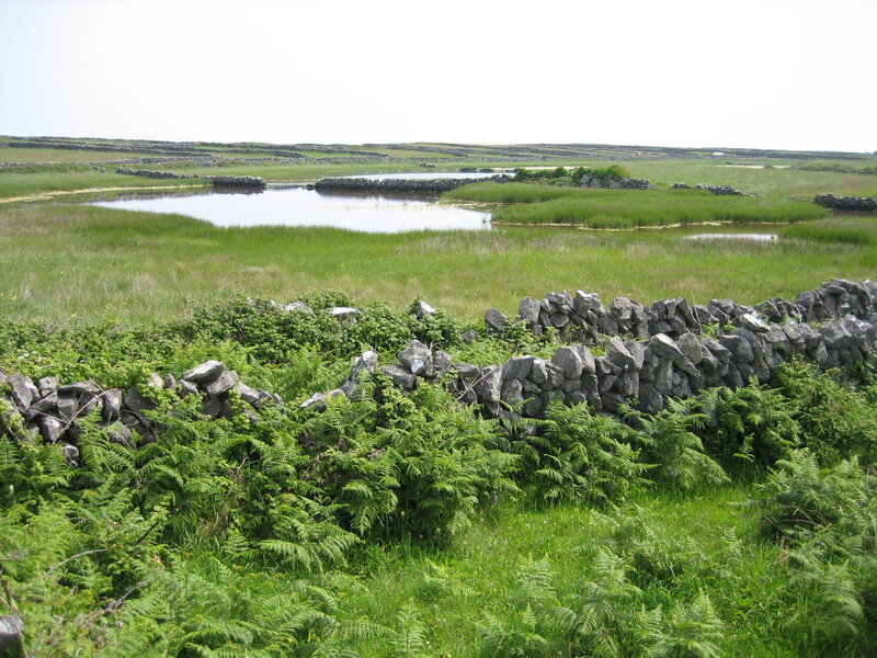 Grassy marsh with stone walls