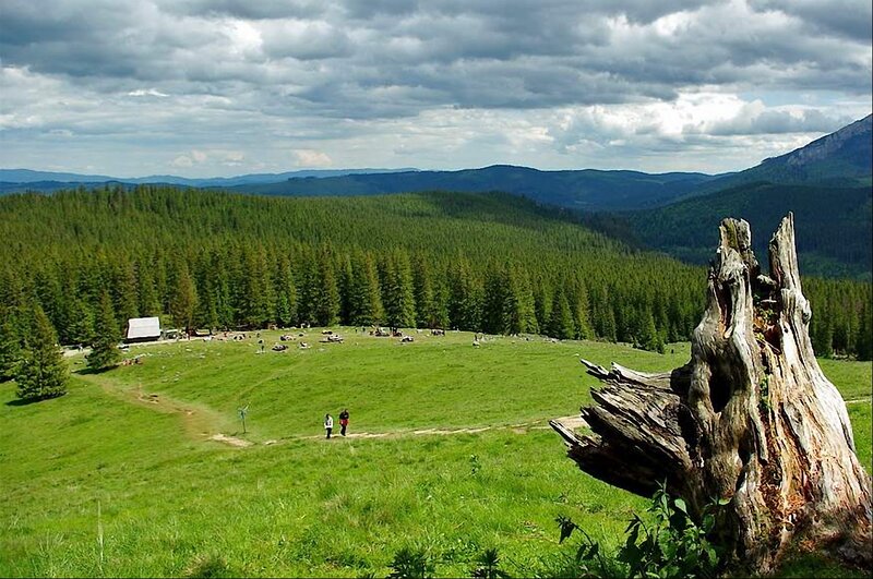 Grassy Mountain Meadow