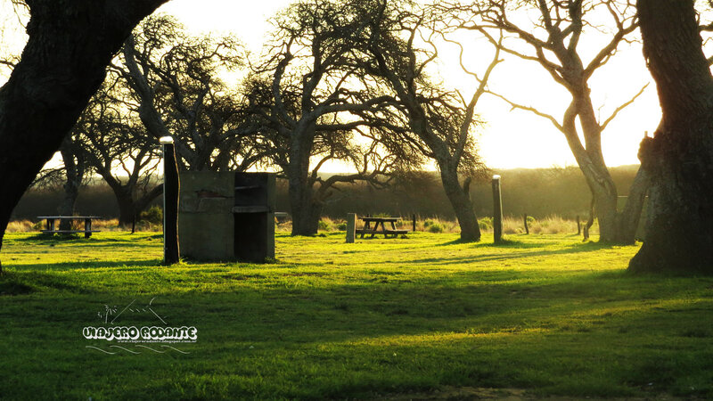 Grassy Park with Picnic Tables