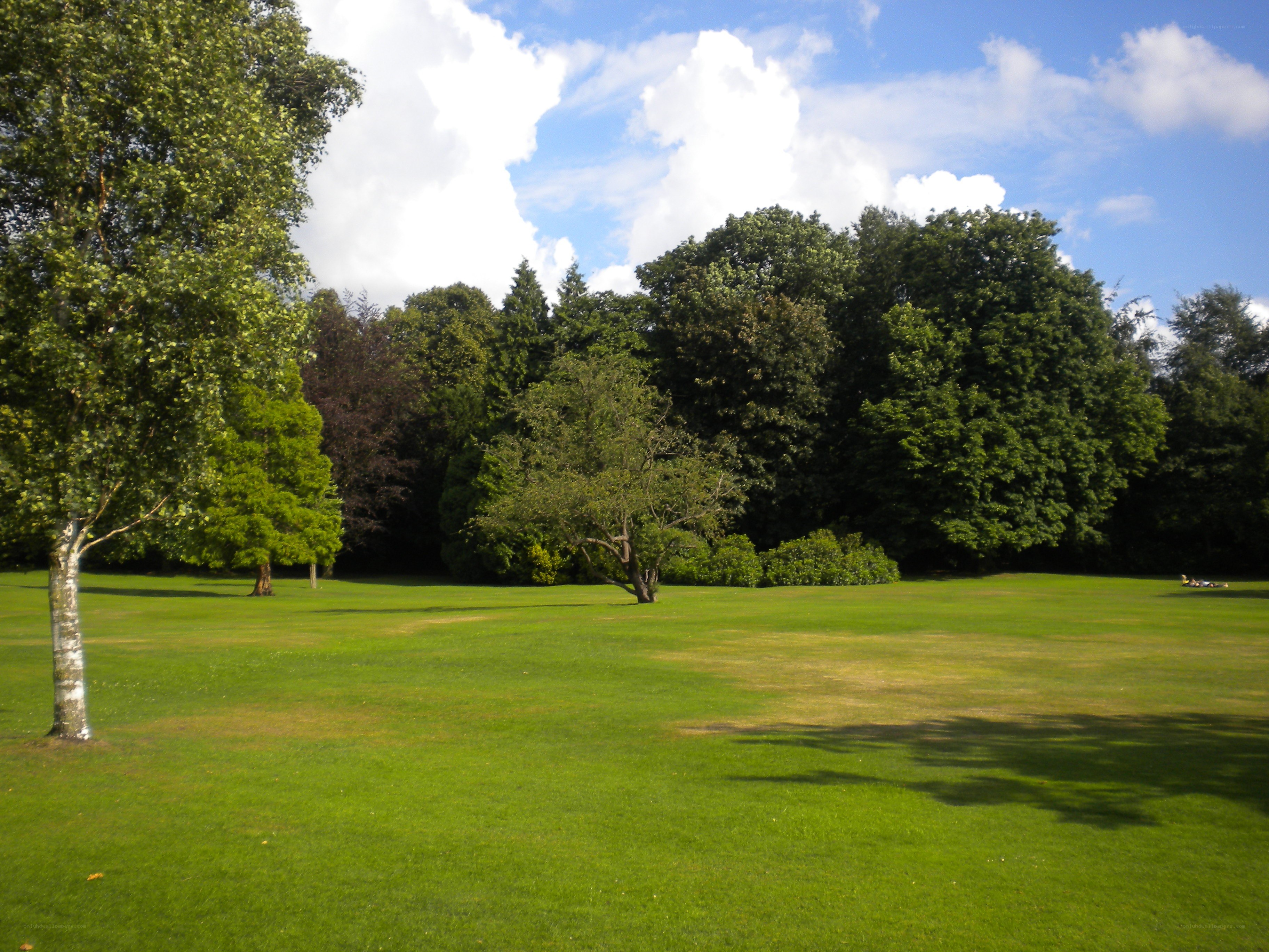 Grassy park with trees