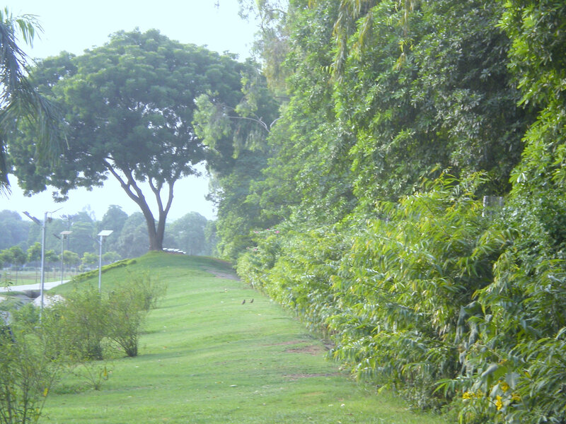 Grassy path in a park