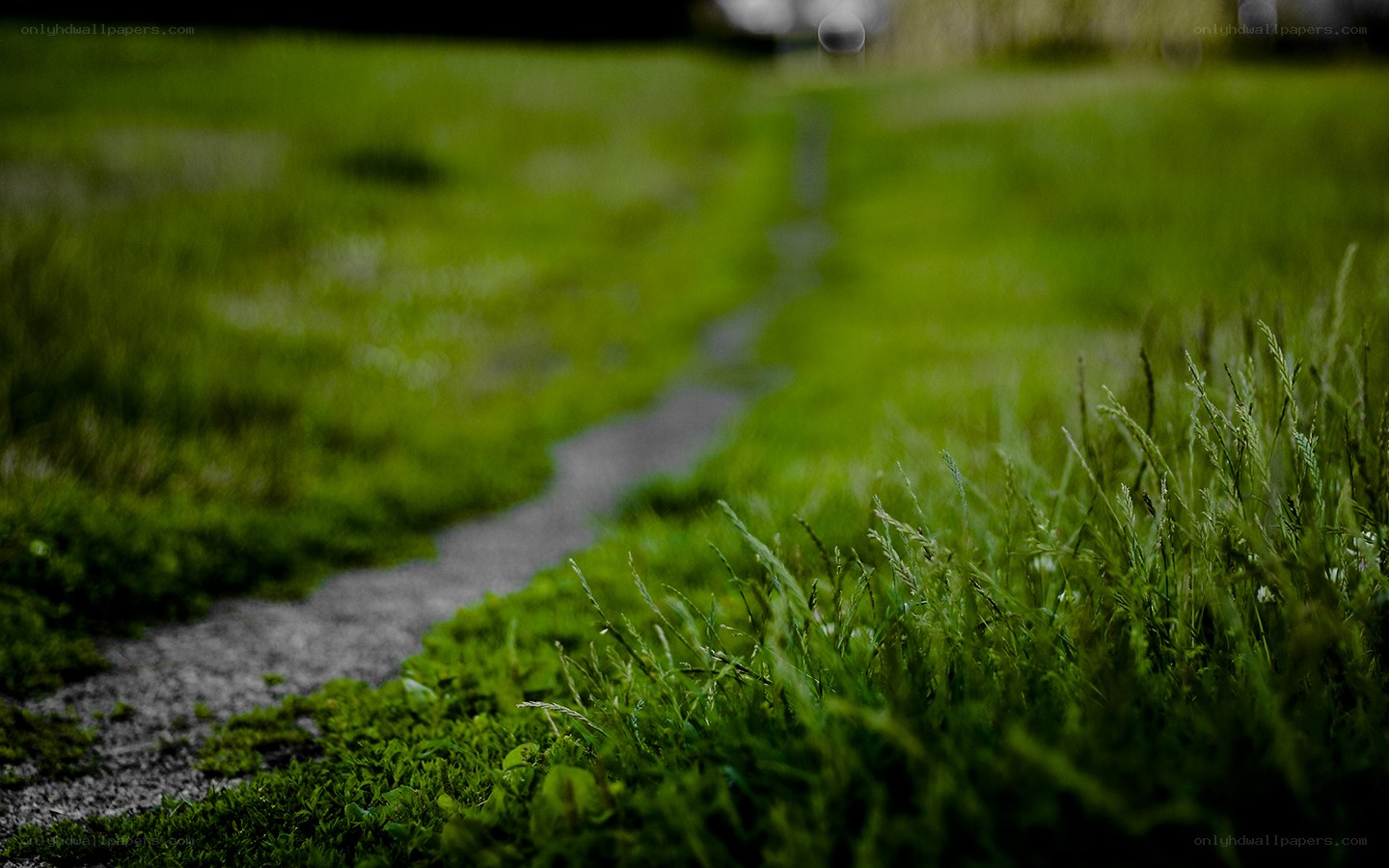 Grassy path in a park