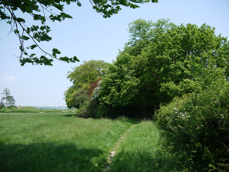 Grassy Path in Field