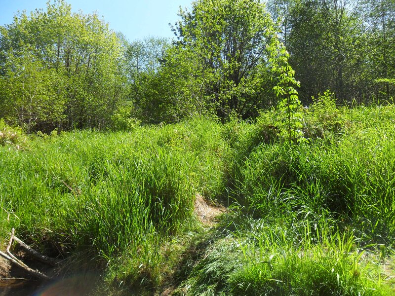 Grassy path in forest clearing