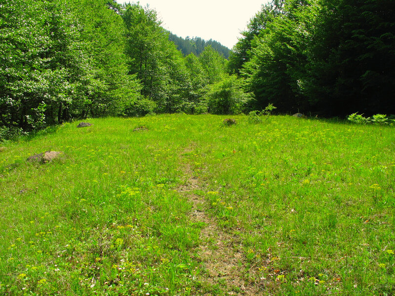 Grassy Path in Forest — Green