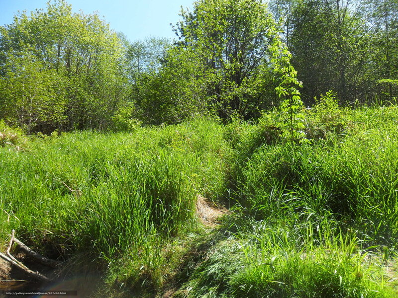 Grassy path in forest