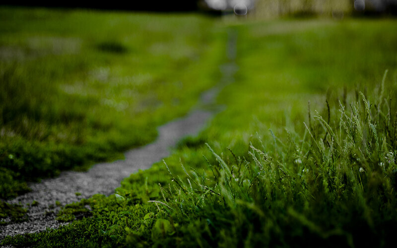 Grassy Path in Garden