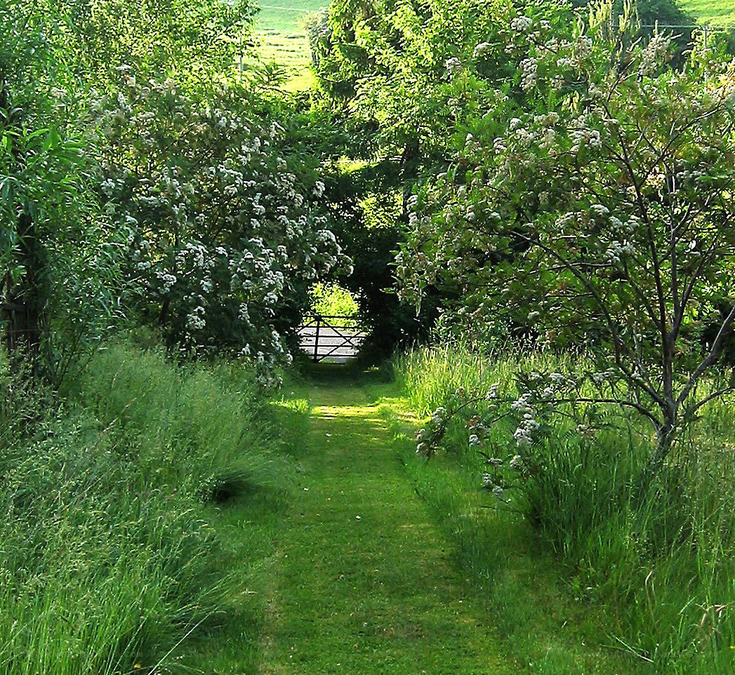 Grassy path through green foliage