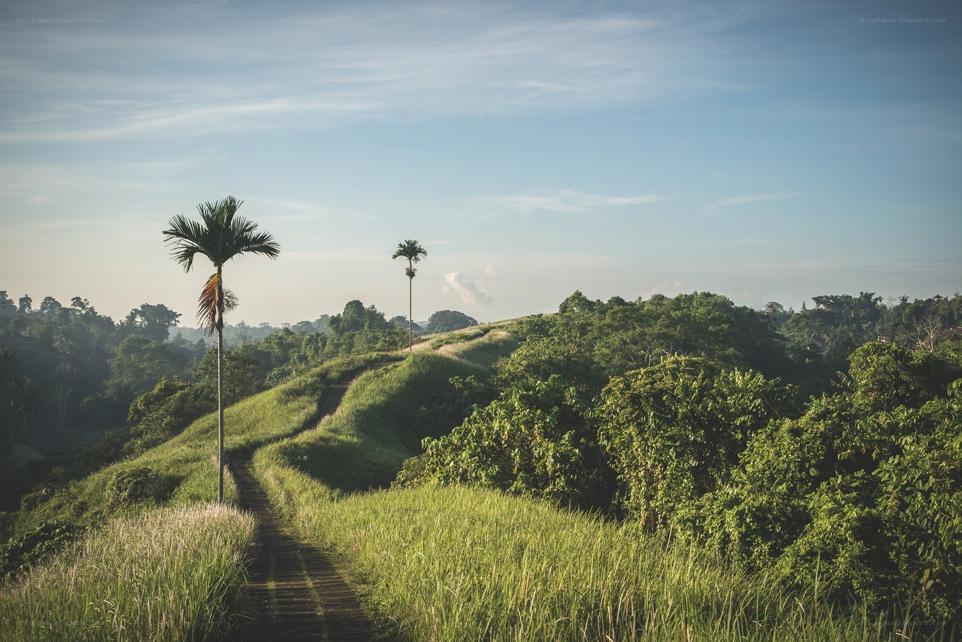 Grassy path through tropical hills