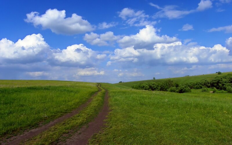 Grassy path under blue sky