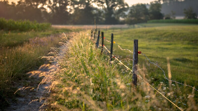 Grassy Path with Fence