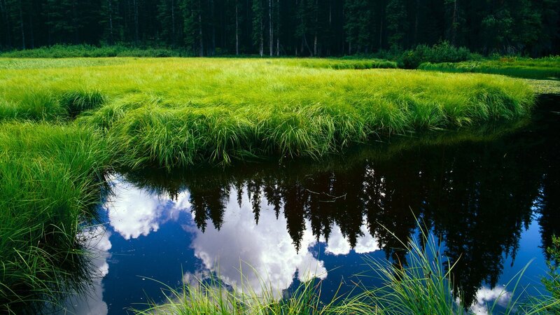 Grassy Pond in Forest