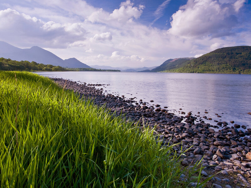 Grassy Shore of a Lake