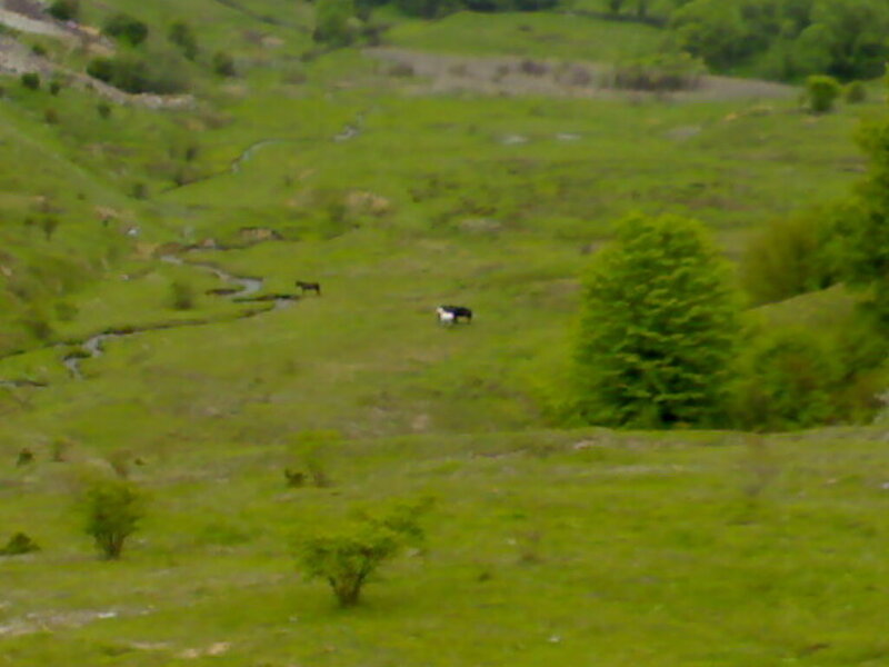 grassy valley with animals