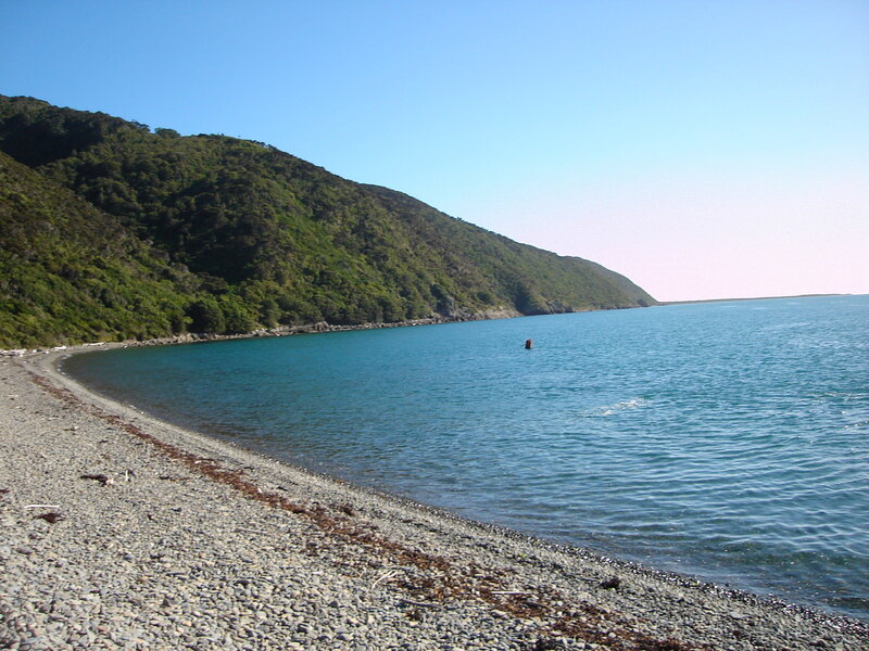 gravel beach along forested coast