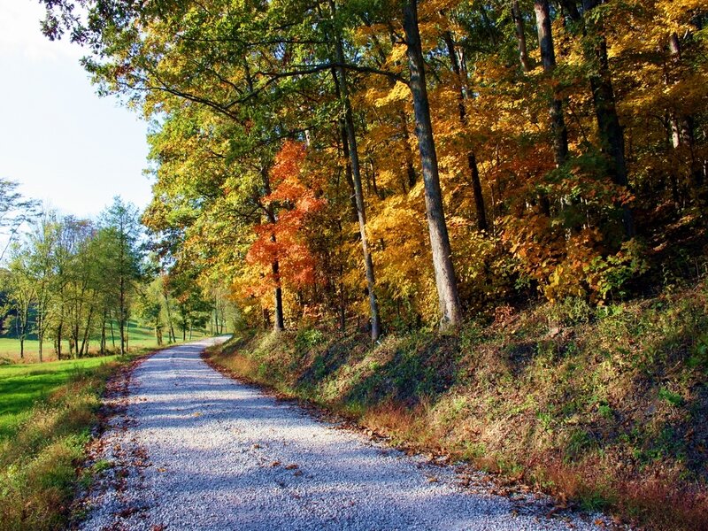 Gravel Path in Autumn Forest