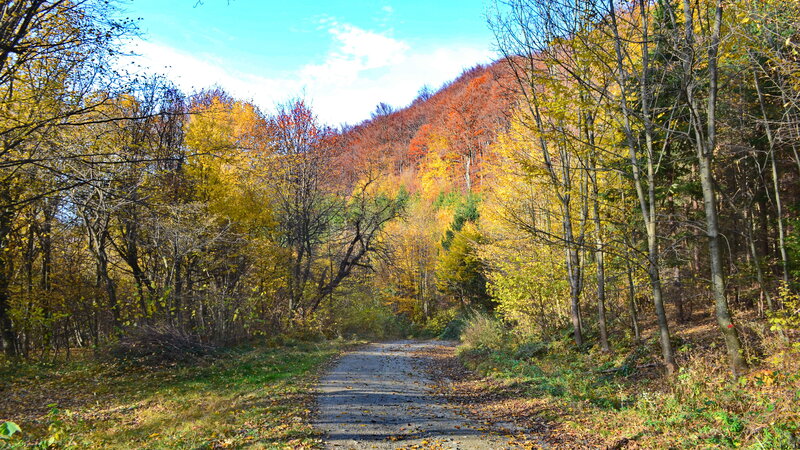 Gravel Path in Autumn Forest — Yellow