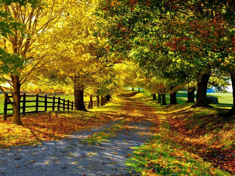 Gravel Path in Autumn