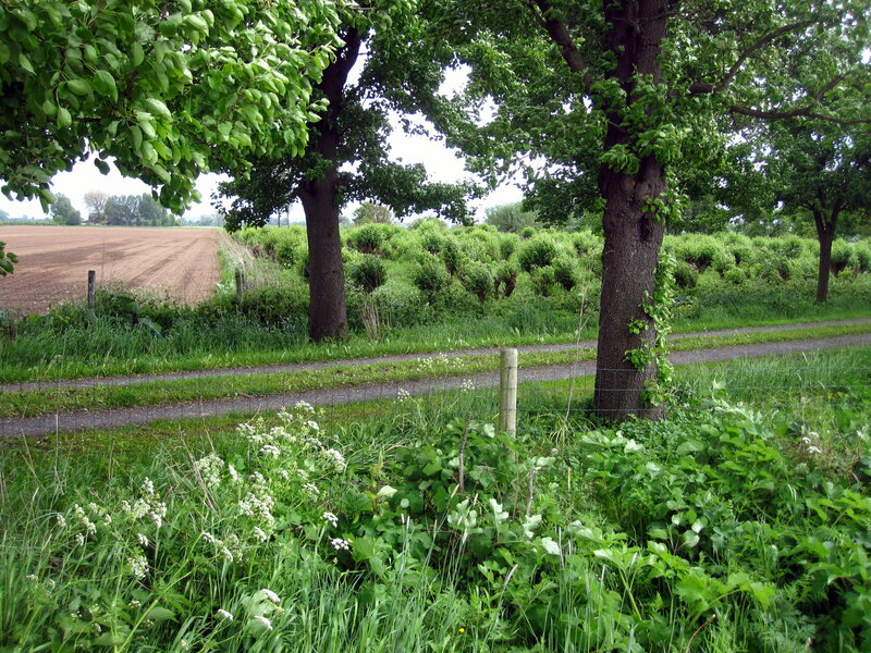 Gravel Path in Countryside — Green, Serene
